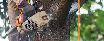 Best Arborist Consultation Services  in Mayville, NY