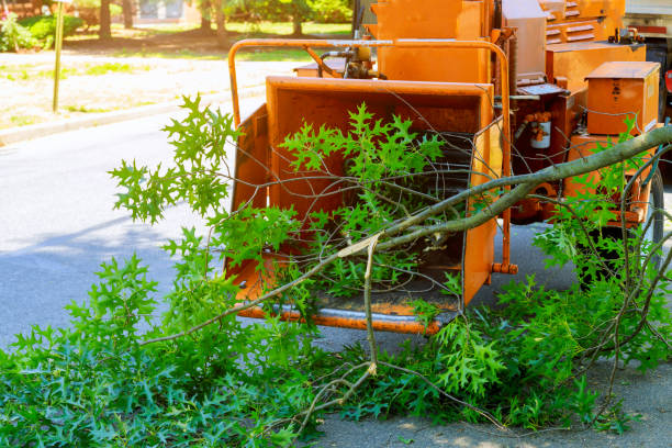 Best Utility Line Clearance  in Mayville, NY