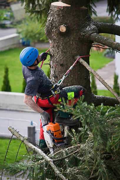 Best Firewood Processing and Delivery  in Mayville, NY