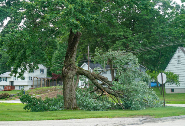 Best Tree Preservation Services  in Mayville, NY